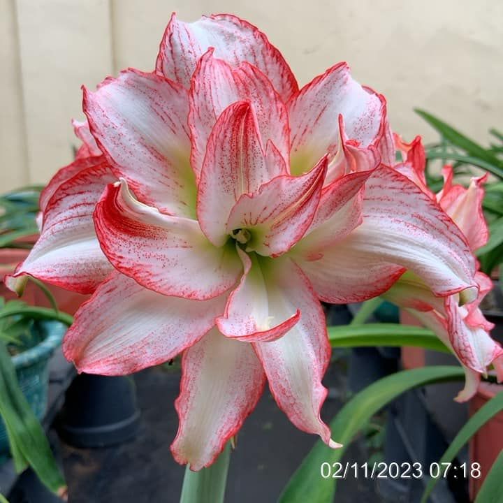 編號41、Double Record（雙紀錄）