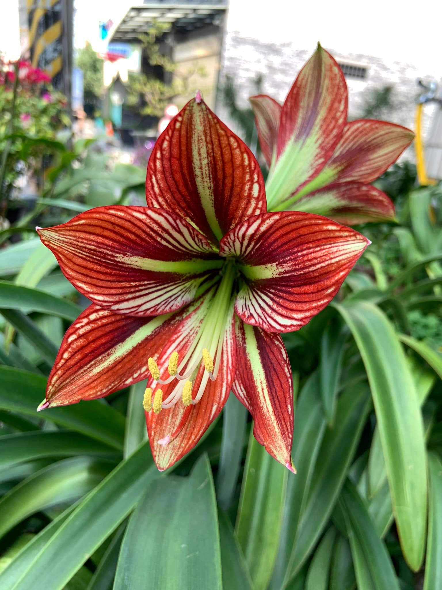 日孤~惡魔的微笑  開花球