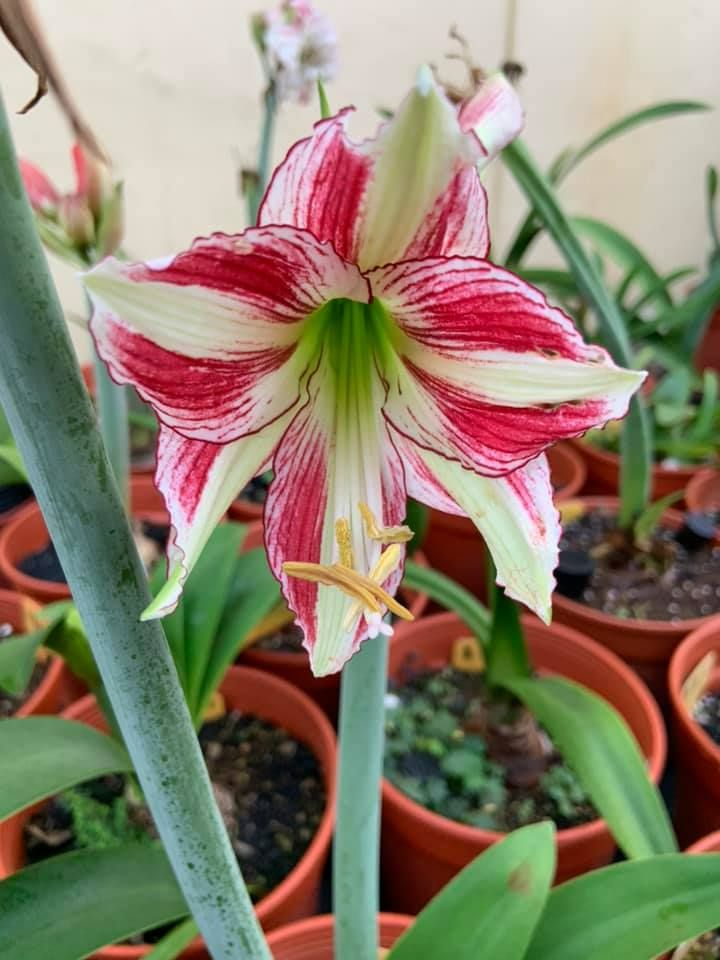 日孤~惡魔獵人 開花球