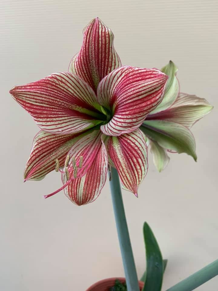 101、Exotic Star 異域之星 開花球