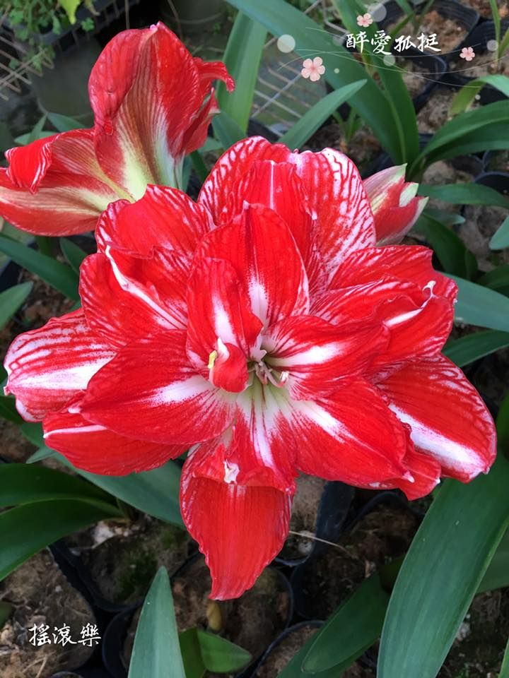 編號14.Rock and roll 搖滾樂  開花球