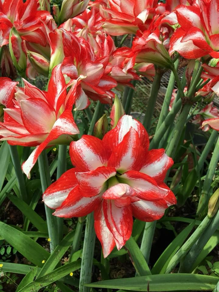 編號28、Exotic Peacock 異域孔雀  開花球