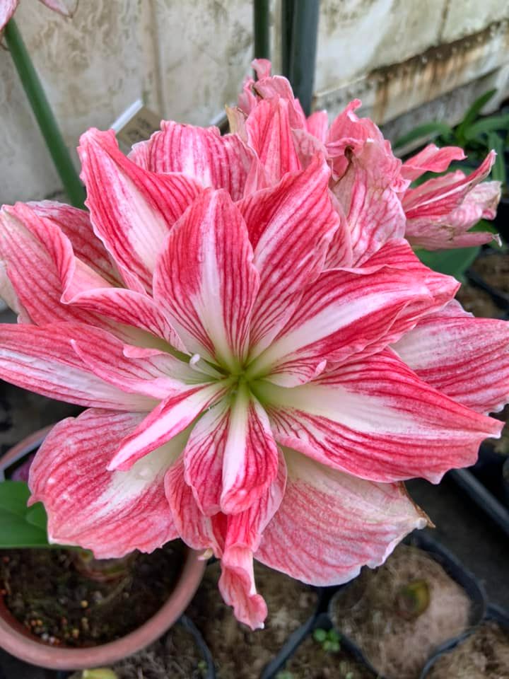 編號42、 Pretty Nymph  漂亮寧芙  開花球