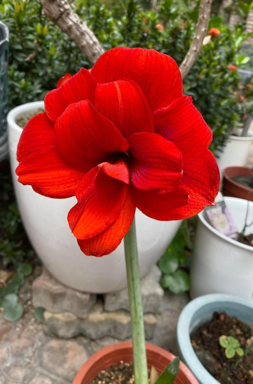 編號23. Malaga  馬拉佳   開花球