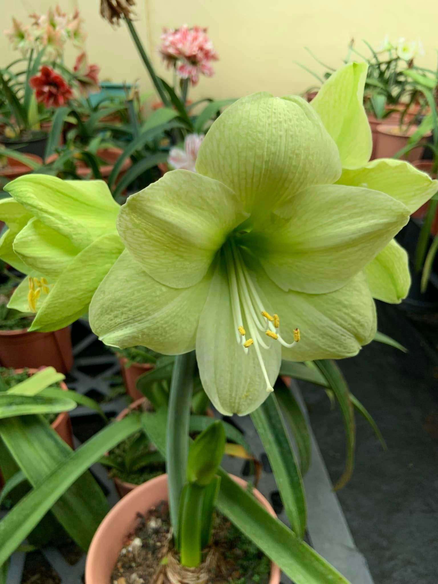 編號56 : Lemon Sorbet  冰凍檸檬、檸檬冰沙   開花球