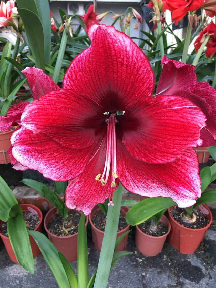 2024荷蘭進口孤挺花 Daphne （達芙妮、大花黑天鵝） 現貨