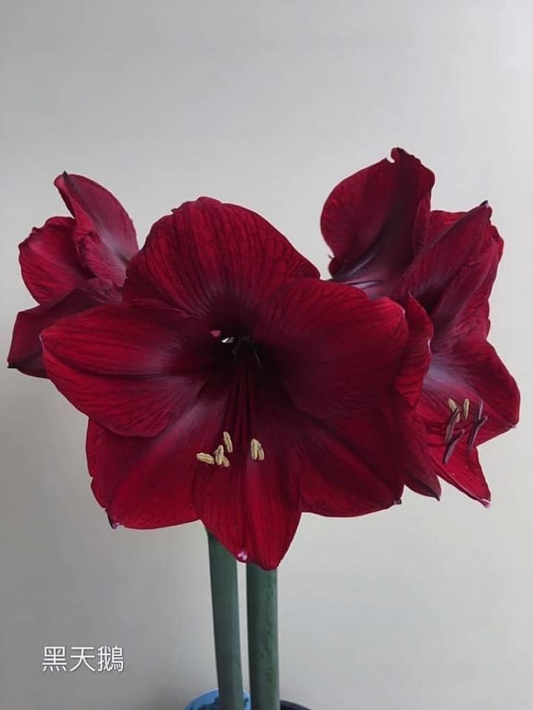 編號83、Royal Velvet 黑天鵝  開花球