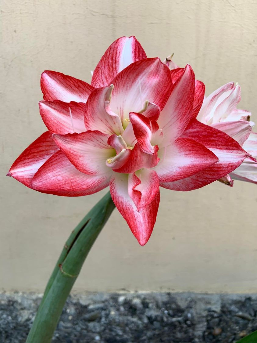 編號10. Blossom Peacock 千禧（花孔雀） 開花球