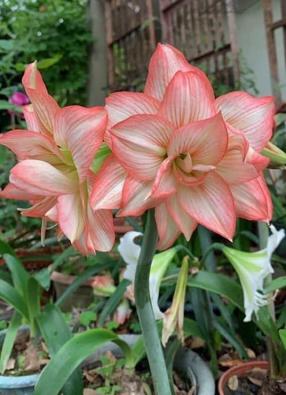 編號13、Zombie薑絲  開花球