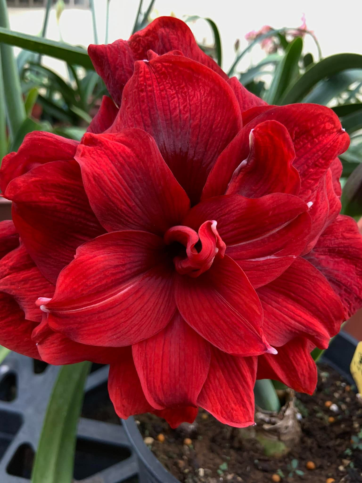 育種孤~黑旋風 側球