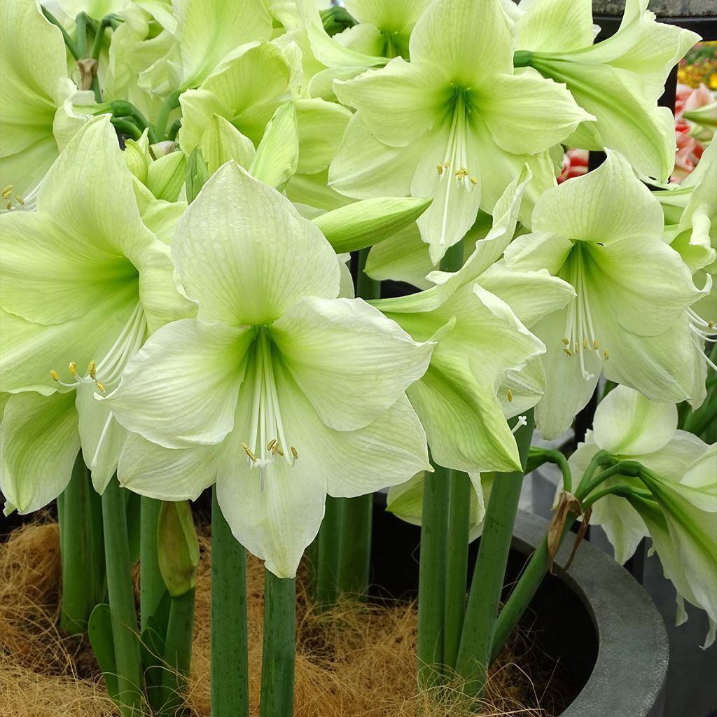 荷蘭進口頂規 孤挺花 Amaryllis  Luna 月神  超大開花球