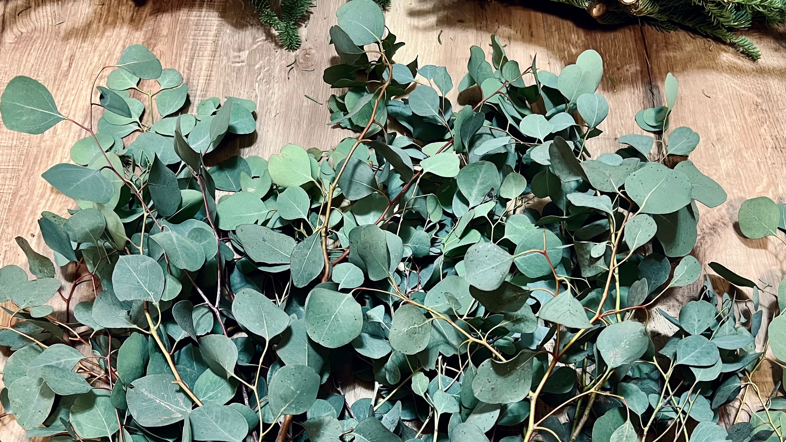 【各式葉材】現貨供應（當日進貨新鮮出貨）