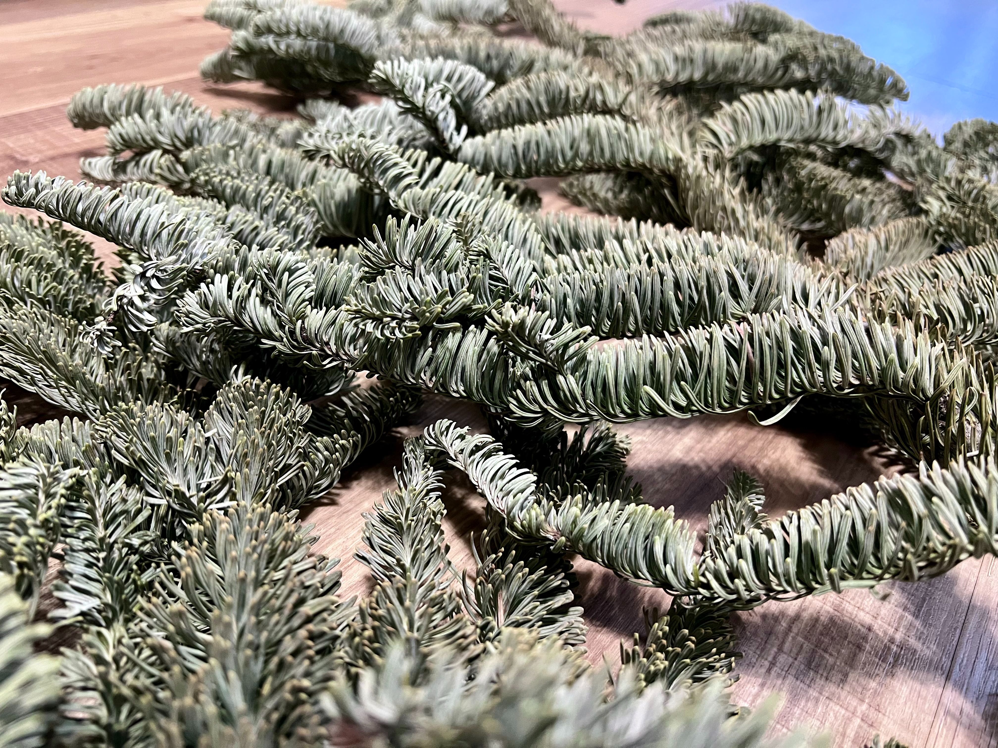 【進口諾貝松】乾燥圓胖款＆新鮮實惠款（點照片看商品敘述）