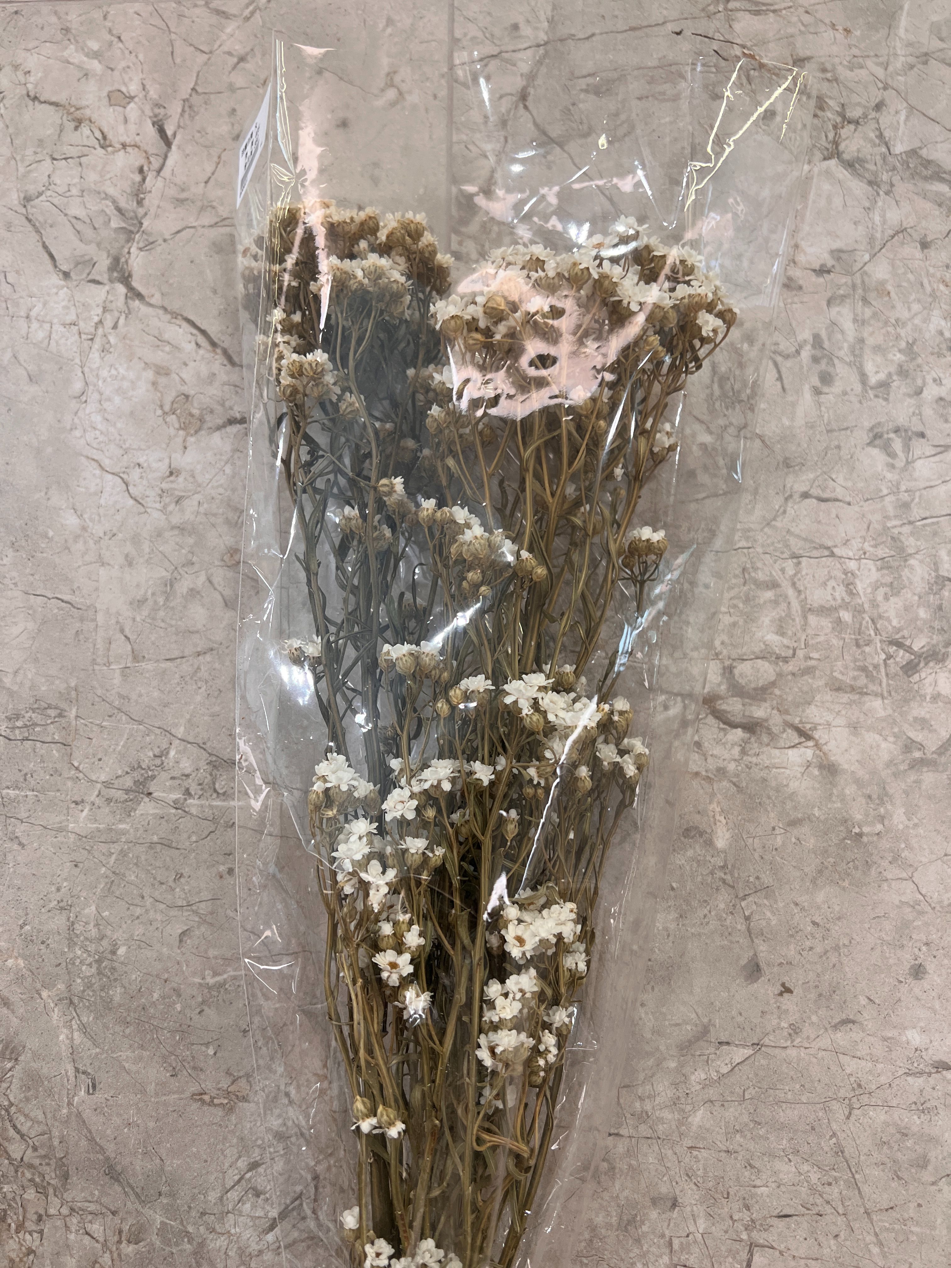 法國白梅（大）