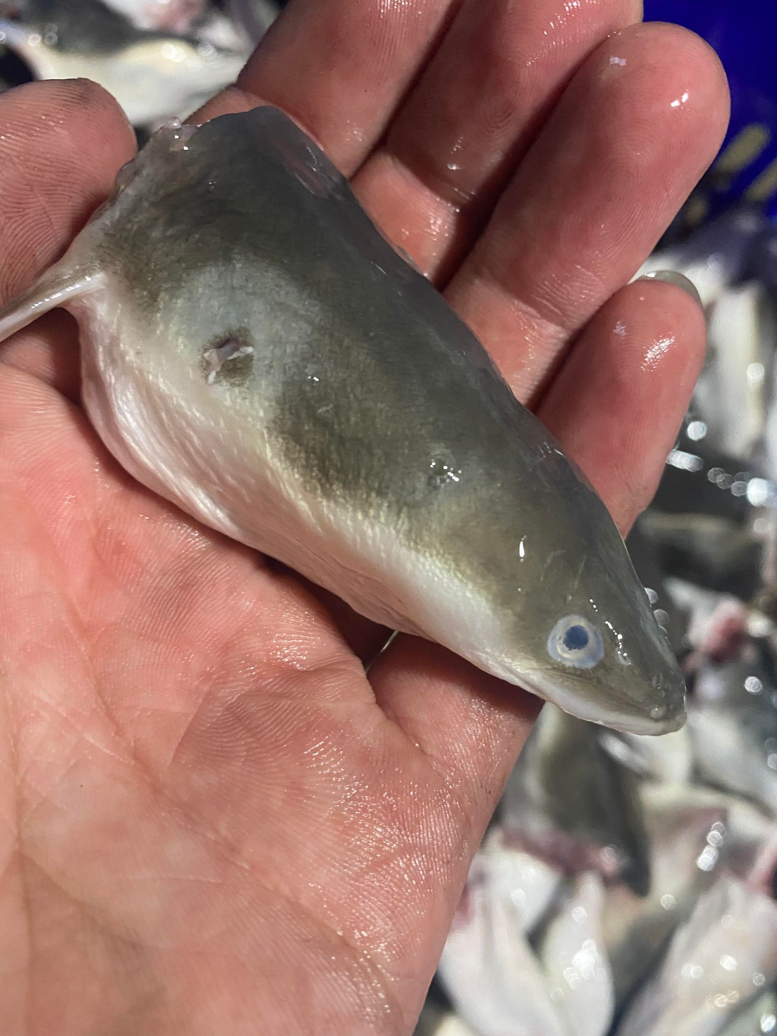 ＜鰻鰻專賣店＞❗❗鰻魚頭❗❗，一公斤裝，鰻頭燉煮中藥#鰻魚#禮盒#日式#蒲燒#鰻