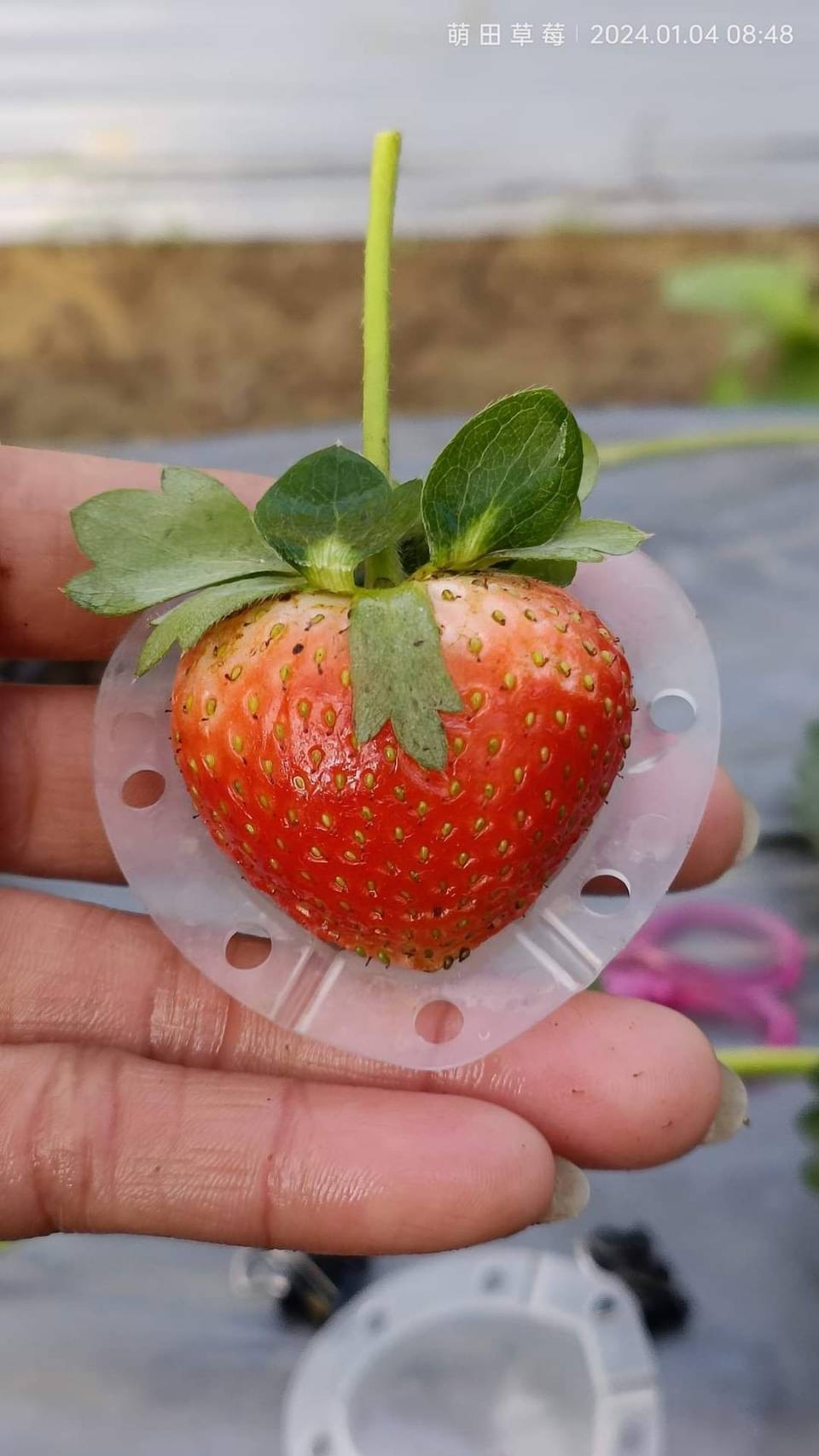 防蟲 防鳥 園藝 保護套 草莓 果實定型保護模-愛心型 每1單25組 （可重複使用）