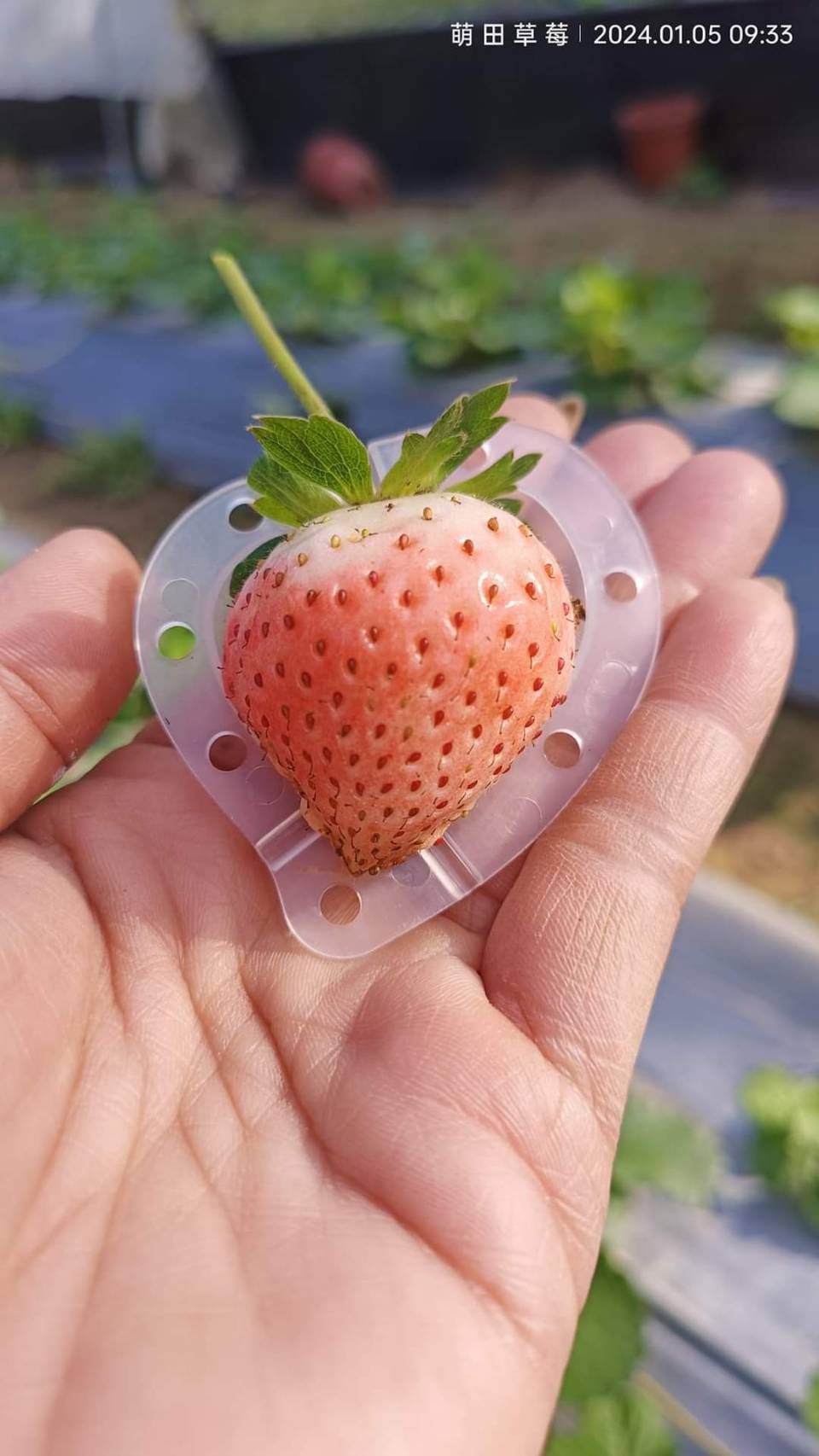 🍓 草莓 ＆ 歪心型果實定型模｜愛心造型｜防壓保護｜可重複使用