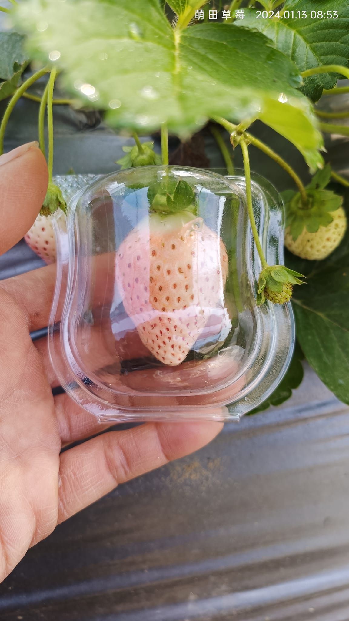 ✨草莓保護盒｜🔥透明蔬果防撞盒｜防壓保鮮 可重複使用｜食品級材質 台灣製造