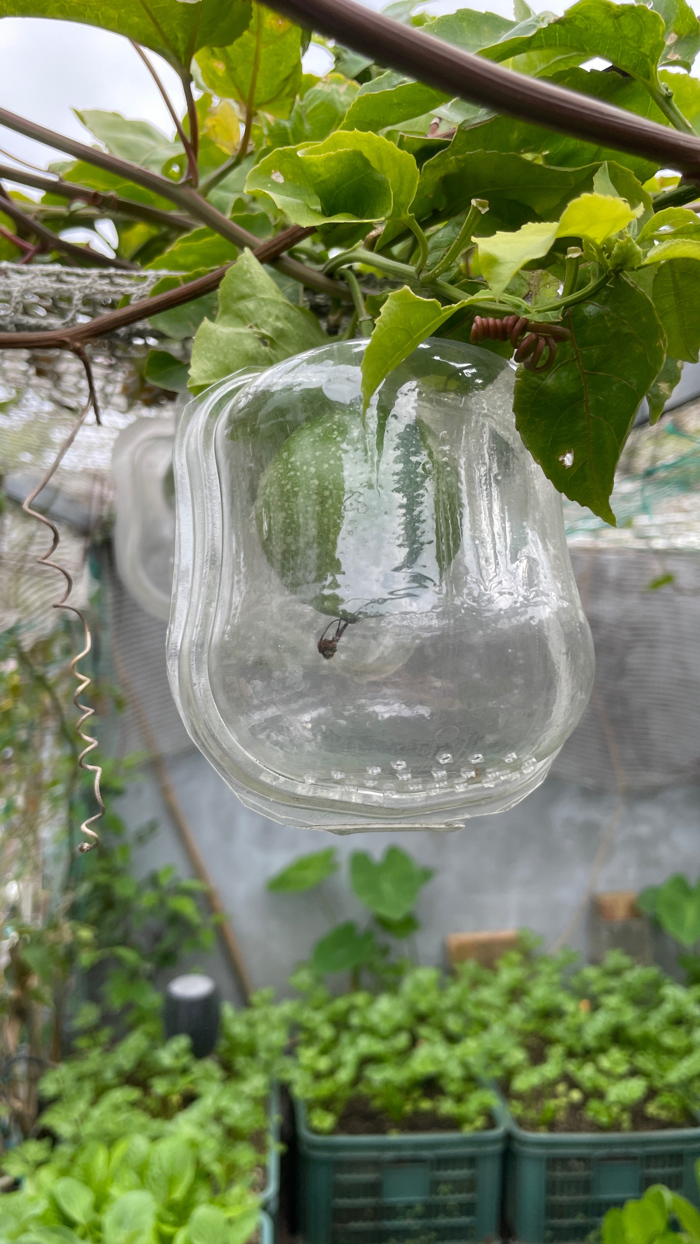 🔥 水果保護盒（小）8.3x10 cm 50入｜透明蔬果防撞盒｜防壓保鮮｜可重複使用｜台灣製造