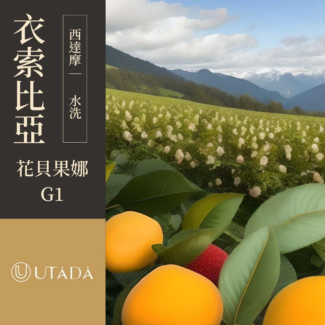 衣索比亞 西達摩 花貝果娜村 水洗 G1