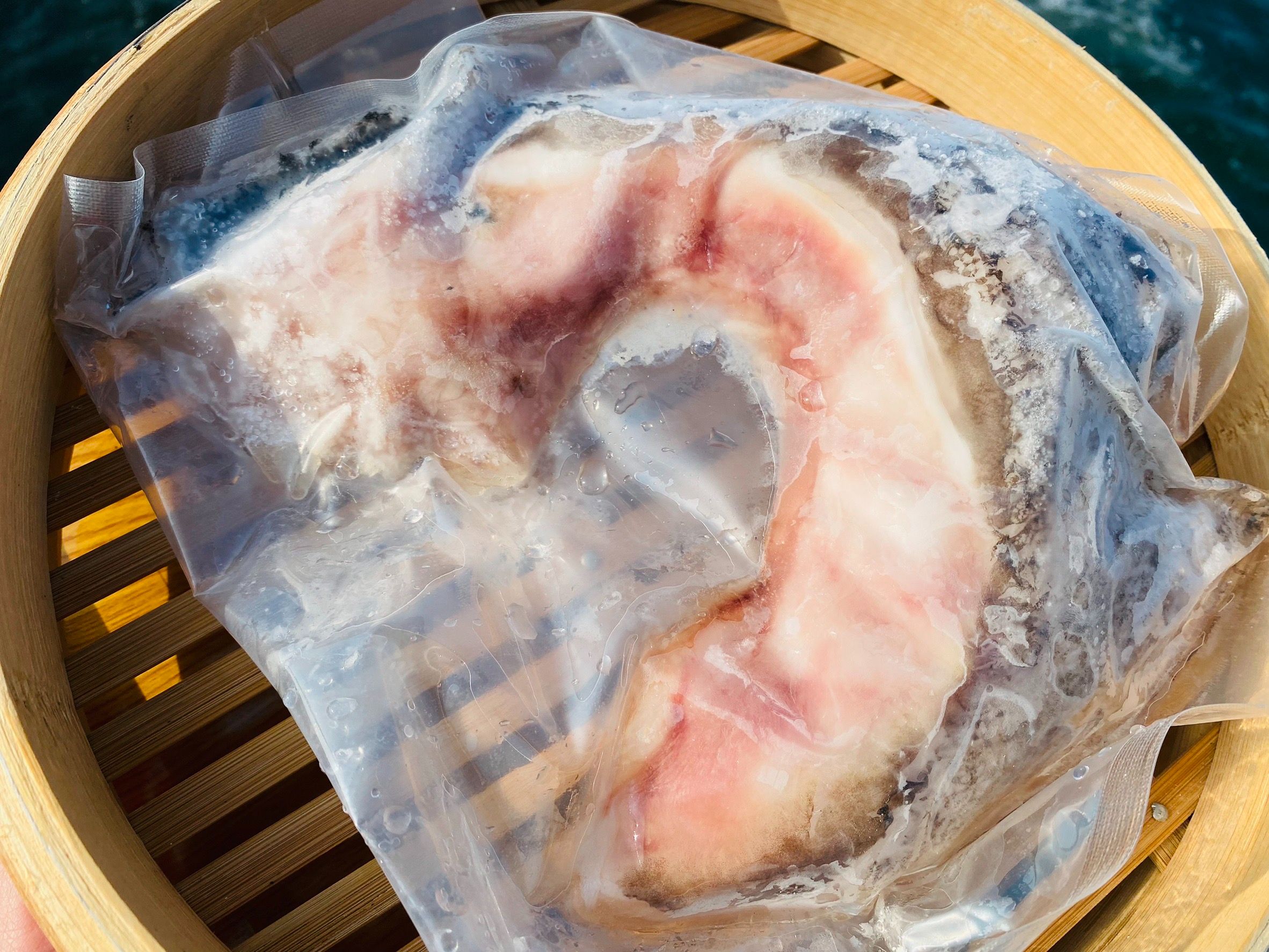 龍膽石斑魚下巴