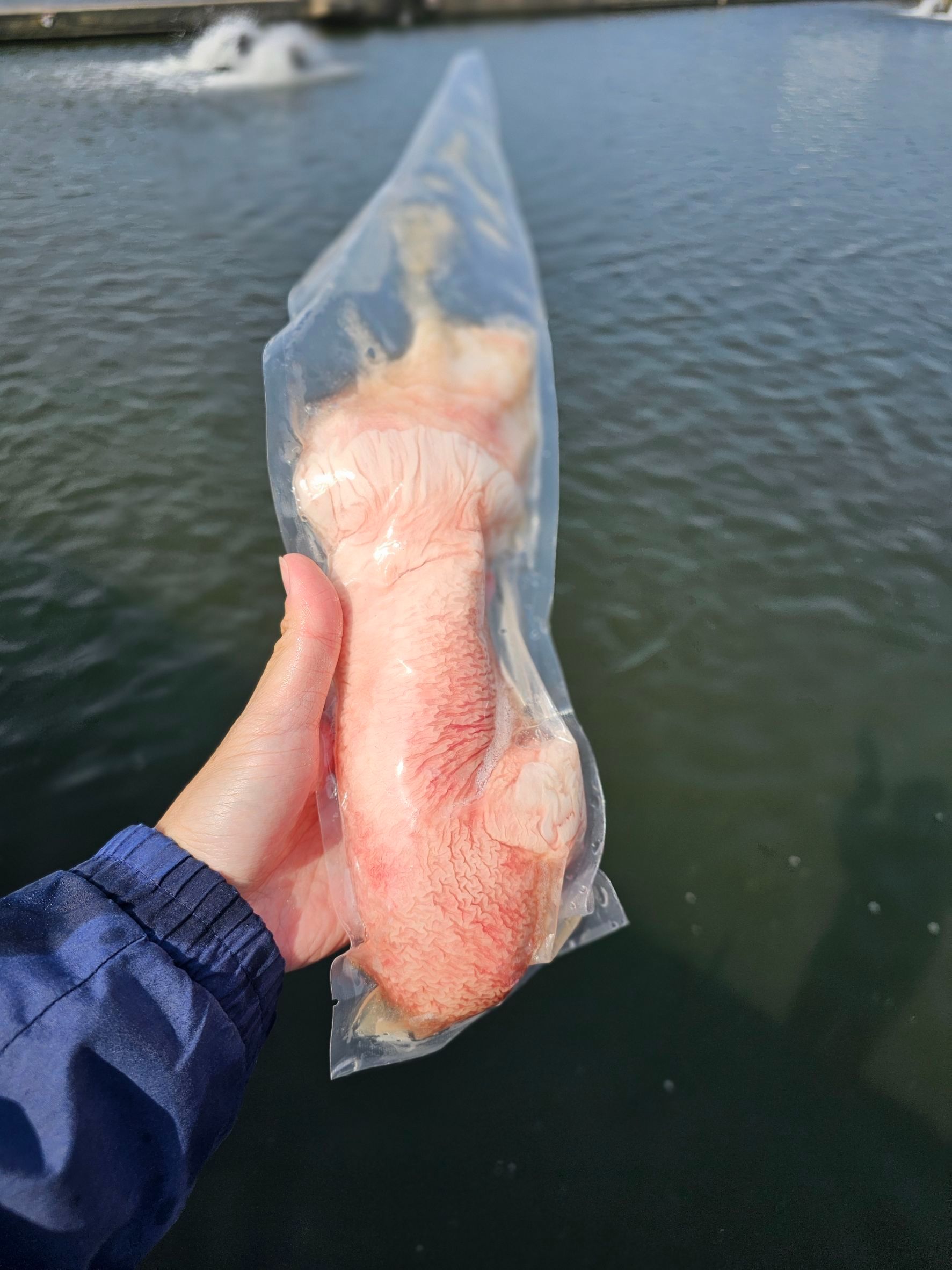 龍膽魚肚限購3包