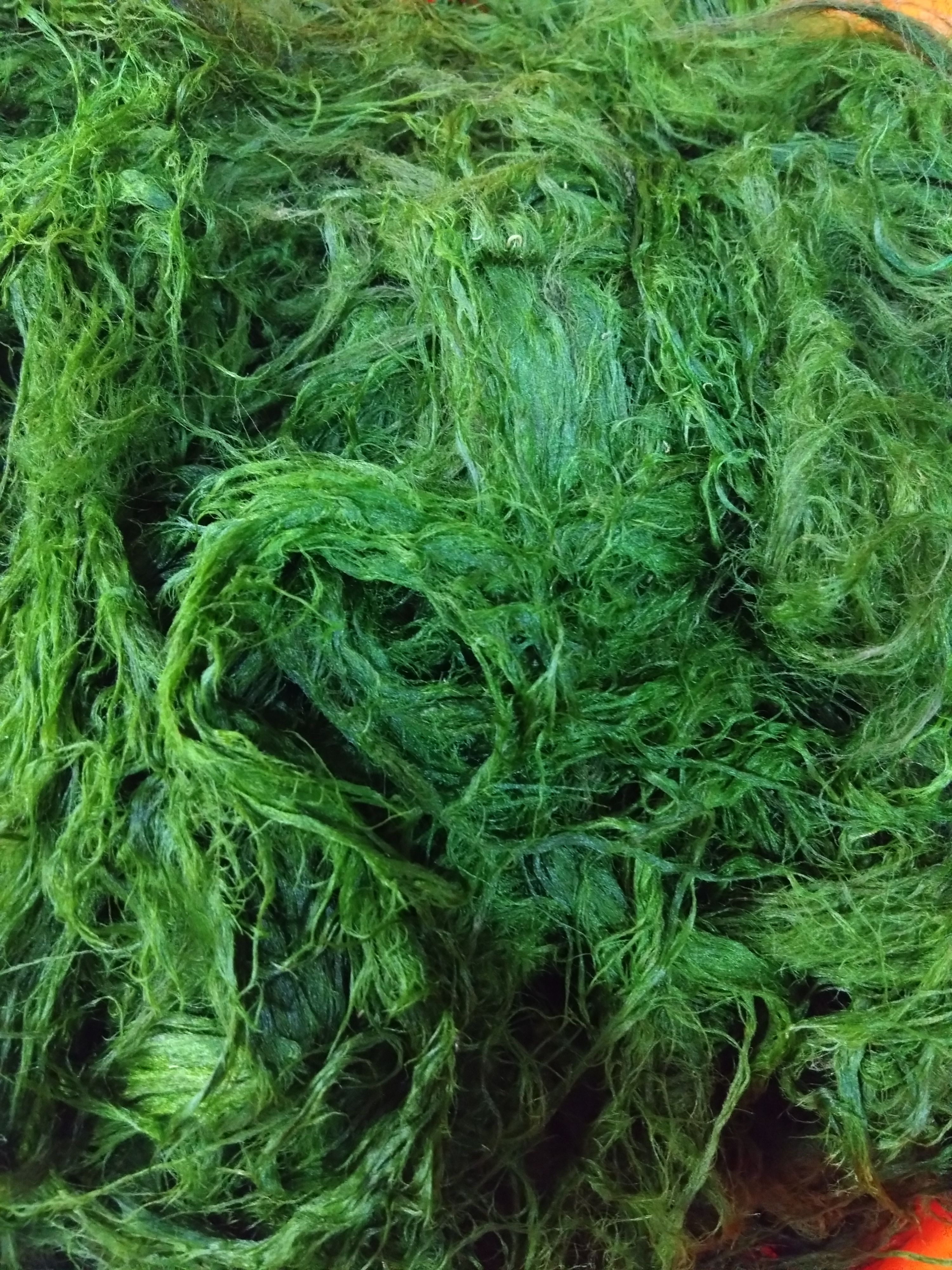 青狄/藻絲/新鮮溪流青苔/淡水必殺餌/天然釣餌/大福壽魚最佳餌料/水庫溪釣