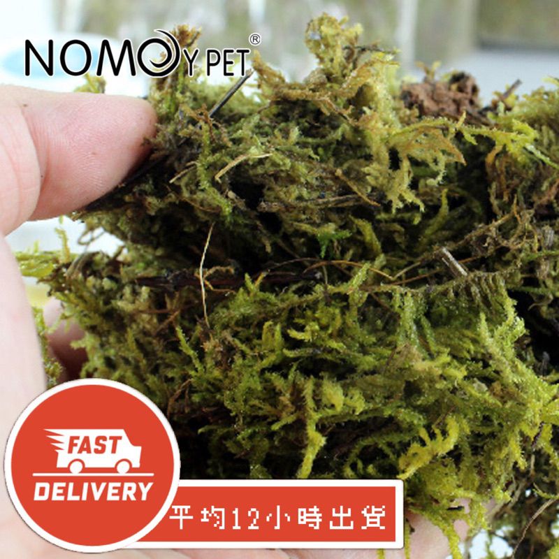 【星澳水族工作室】保濕水苔 無菌苔蘚 苔蘚 墊材 寄送 爬蟲墊材 保濕 水苔 水草 保濕墊材 蘭花草 介質 繁殖 孵化