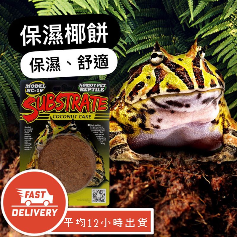 【星澳水族工作室】椰餅 椰土磚 保濕 天然墊材 椰土 墊材 爬蟲墊材 椰棕墊 養殖土 爬蟲土 烏龜 陸龜 蜥蜴 守宮