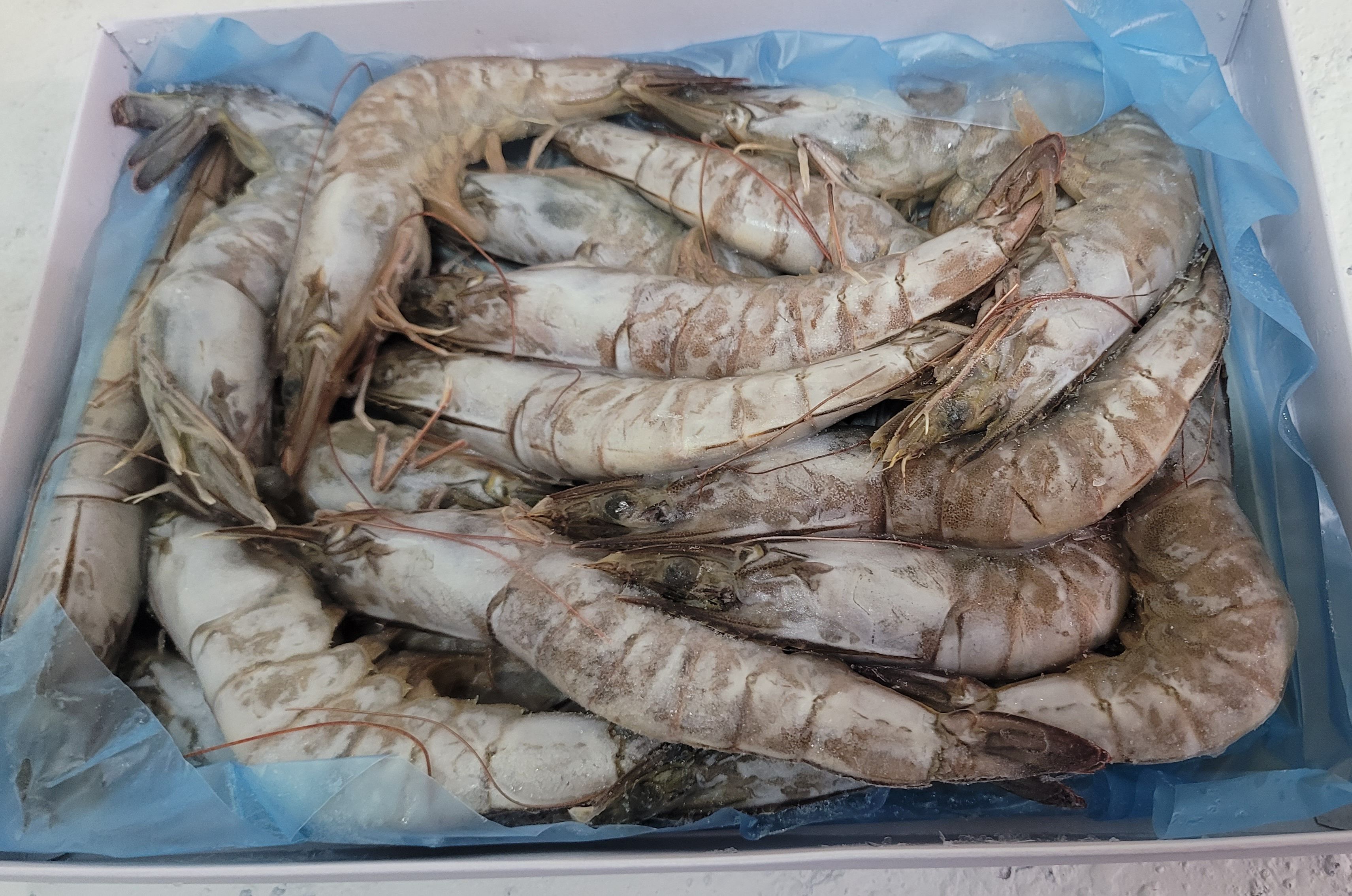 31/35活凍大白蝦