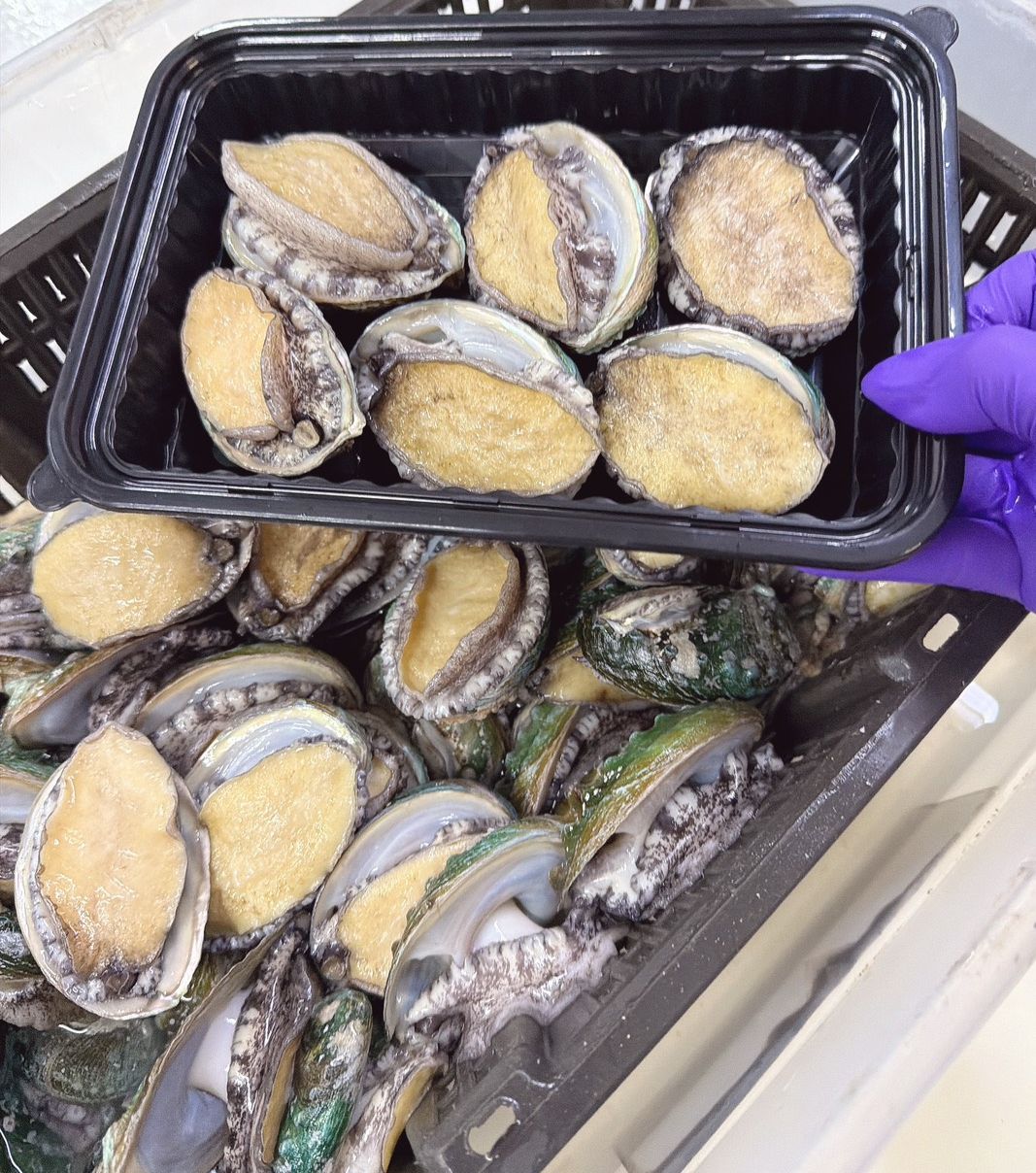 鮑魚bào ngư Hộp 6 con