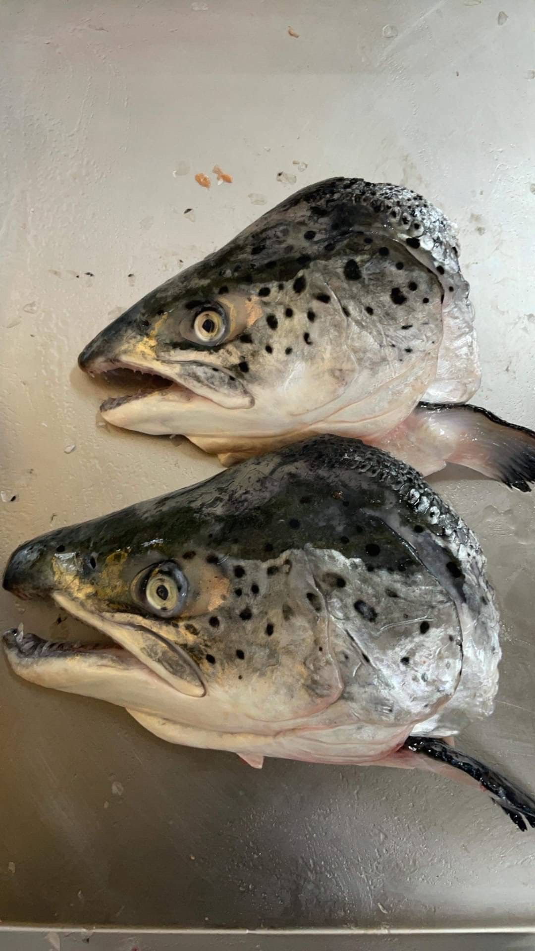 《挪威空運鮭魚頭》  🤫跟好✖️多同等級空運的鮭魚頭～鮭魚頭含厚切頸肉、肉質彈牙，膠質豐富～！