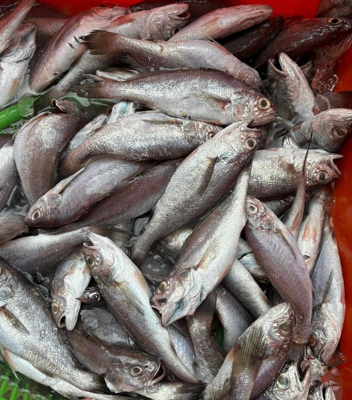 《現流野生黑喉魚》東港船家直出！台灣黑喉又稱黑加網魚