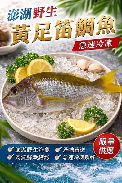 《黃足笛鯛魚》300/400g🐟 肉質細緻到誇張  🐟 鮮甜帶彈性，沒有細刺  🐟 油脂剛剛好，煎、烤、清蒸都爆好