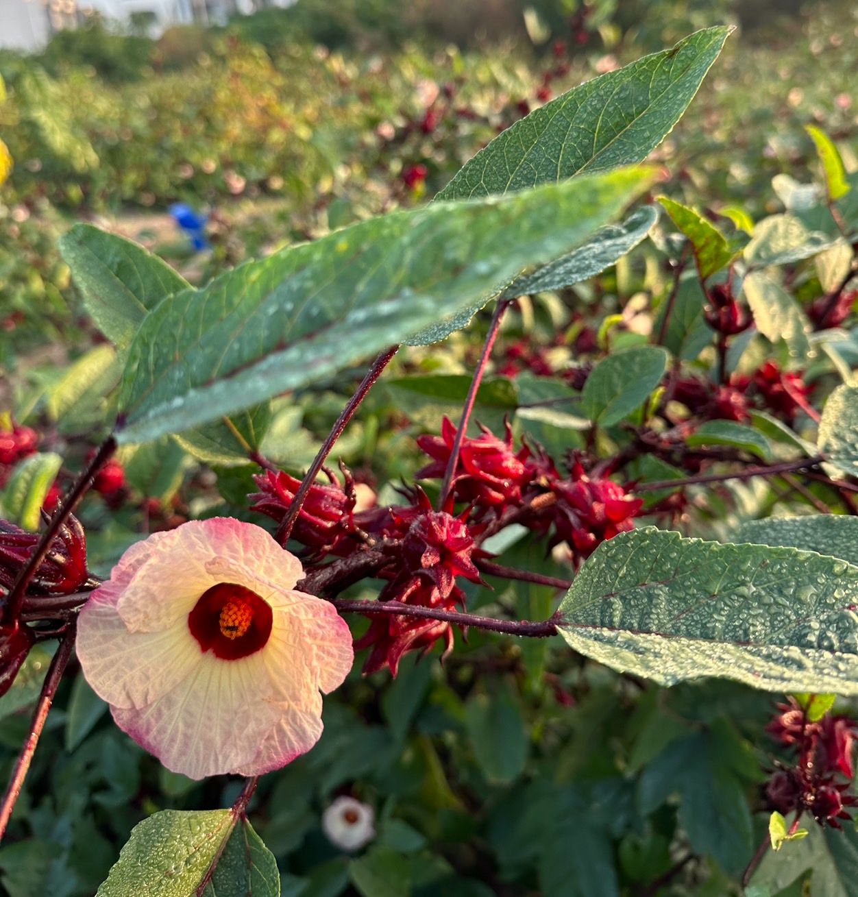 紅院-洛神花種子