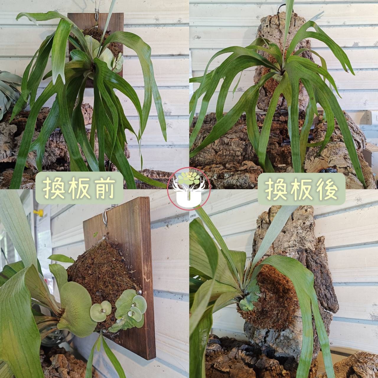 香檳木／初生軟木／樹皮板／香檳樹皮