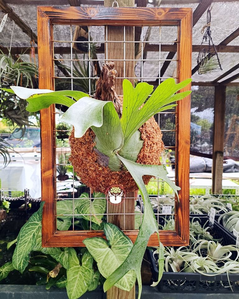 鐵網畫框67cmx43cm［此板過重，體積過大-限自取］