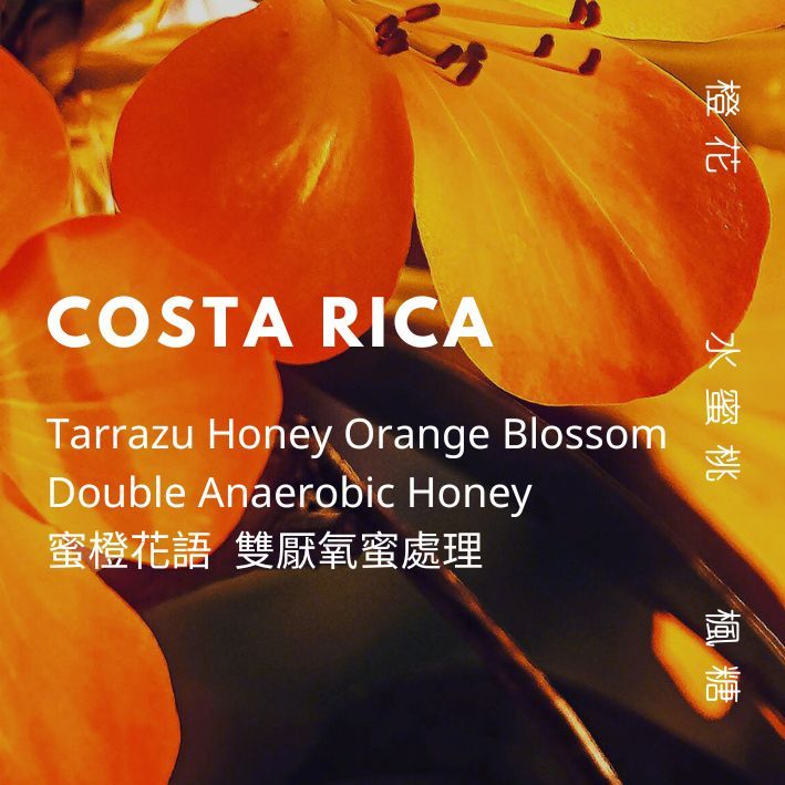 【豆人咖啡 Domain Coffee】哥斯大黎加 蜜橙花語 雙厭氧蜜處理 淺中焙 | 自家烘焙咖啡豆