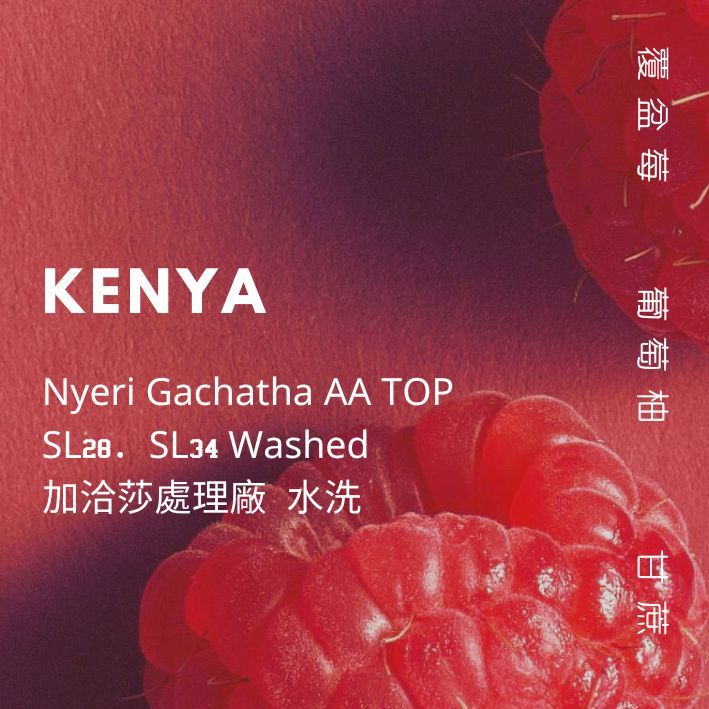 【豆人咖啡 Domain Coffee】肯亞 加洽莎處理廠 AA TOP 水洗 淺中焙 | 自家烘焙咖啡豆