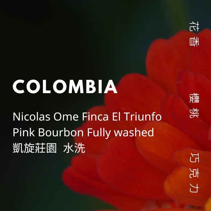 【豆人咖啡 Domain Coffee】 哥倫比亞  凱旋莊園 粉紅波旁 水洗 淺中焙 | 自家烘焙咖啡豆