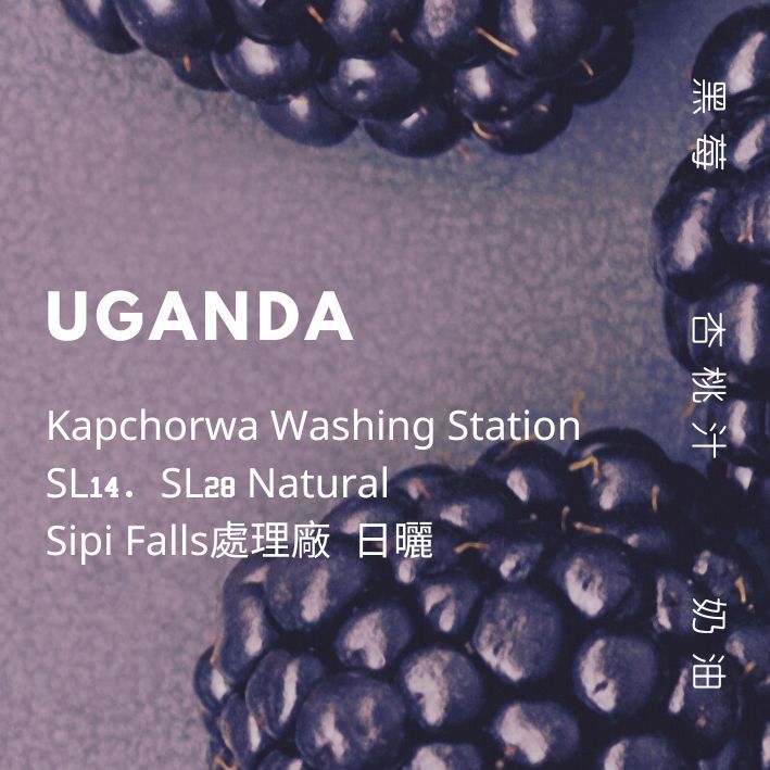 【豆人咖啡 Domain Coffee】烏干達 Sipi Falls 處理廠 日曬 中焙
