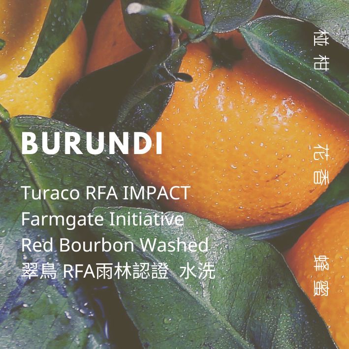 【豆人咖啡 Domain Coffee】蒲隆地 翠鳥 RFA 雨林認證 水洗 淺焙 | 自家烘焙咖啡豆