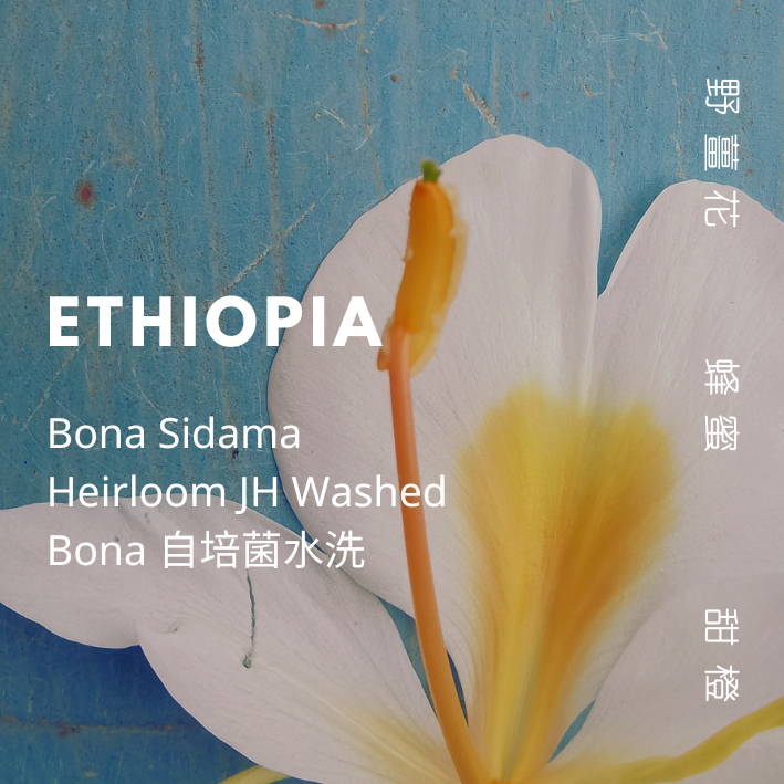 【豆人咖啡 Domain Coffee】衣索比亞 Bona Sidama 自培菌水洗 淺焙 | 自家烘焙咖啡豆