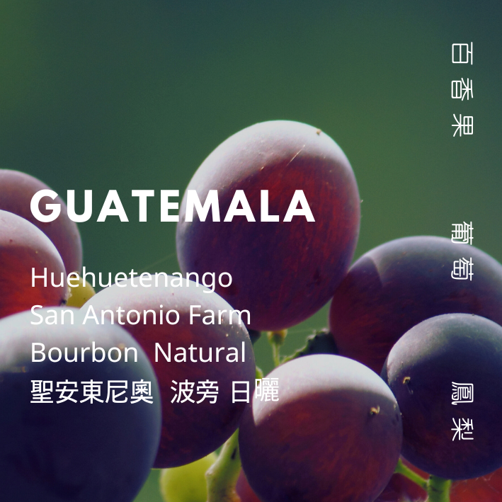 【豆人咖啡 Domain Coffee】 瓜地馬拉 聖安東尼奧莊園 薇薇特南果 波旁 日曬 淺中焙 | 自家烘焙咖啡豆