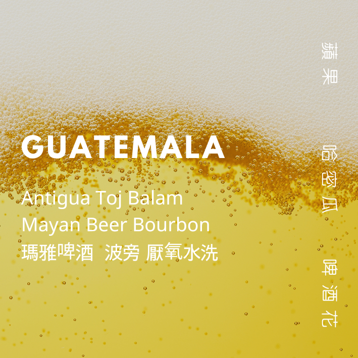 【豆人咖啡 Domain Coffee】瓜地馬拉 瑪雅啤酒波旁 厭氧水洗 淺中焙 | 自家烘焙咖啡豆