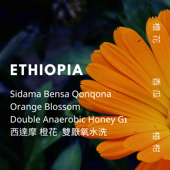 【豆人咖啡 Domain Coffee】衣索比亞 西達摩 橙花 G1 淺焙 | 自家烘焙咖啡豆