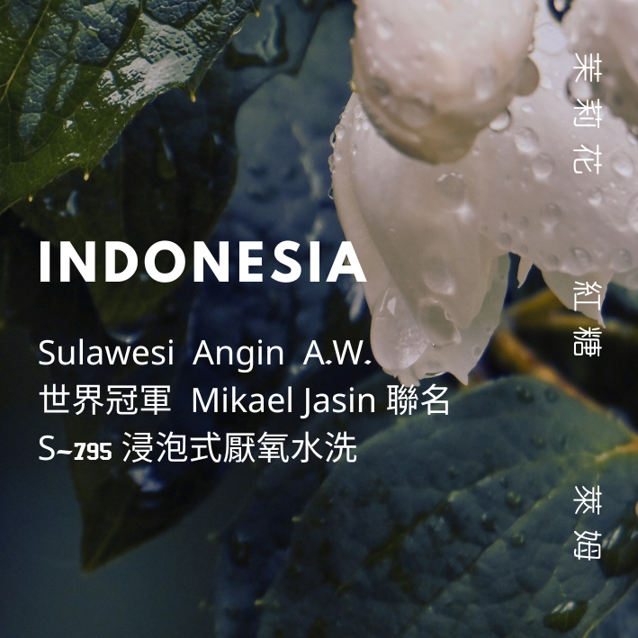 【豆人咖啡 Domain Coffee】印尼 Sulawesi WBC 冠軍聯名批次 厭氧水洗 淺焙