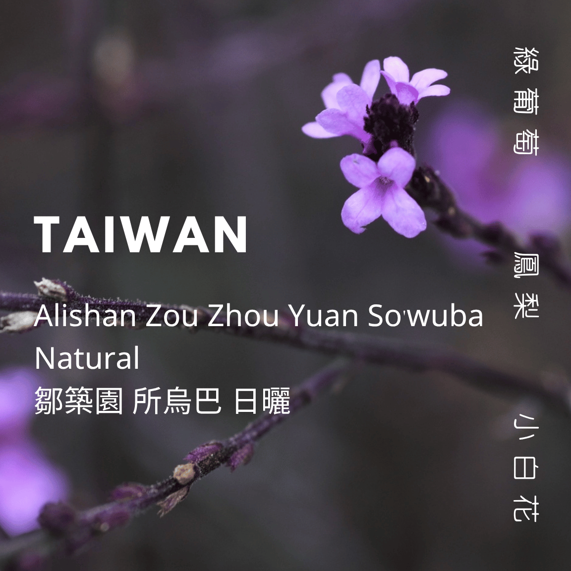 【豆人咖啡 Domain Coffee】阿里山 鄒築園 所烏巴 日曬 淺焙 | 自家烘焙咖啡豆