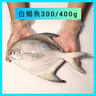 白鯧魚 300~550g 整尾新鮮活凍未殺