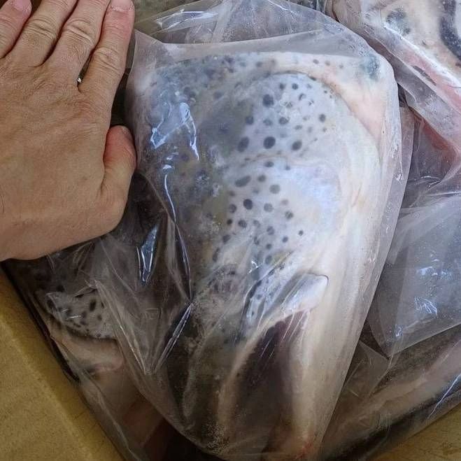 鮭魚頭半顆 500g~750g